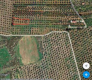 Terreno agricolo uliveto