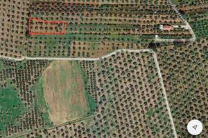 Terreno agricolo uliveto