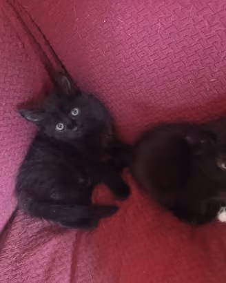 N. 2 cuccioli gatto