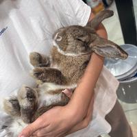 Coniglio Ariete nano addestrato a mano