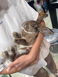 Coniglio Ariete nano addestrato a mano