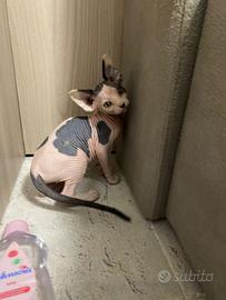 Gattino sphynx