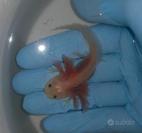 Axolotl