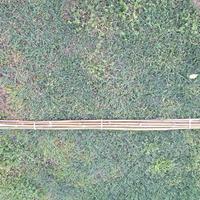 Canne di bambù per orto e giardinaggio mt. 2