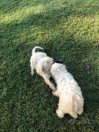 Cuccioli Lagotto Romagnolo