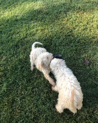 Cuccioli Lagotto Romagnolo