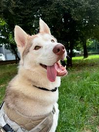 Cane husky