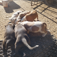 Amstaff cuccioli