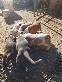 Amstaff cuccioli