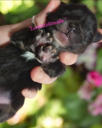 Cucciolo Pomerania nano