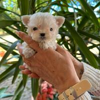 Cuccioli di Maltese Toy