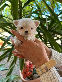 Cuccioli di Maltese Toy