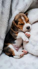 i beagle