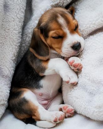 i beagle