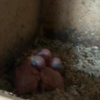 Pulli parrocchetto dal collare