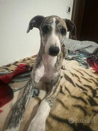 Levrieri whippet