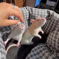 3 Femmine di ratto dolcissime