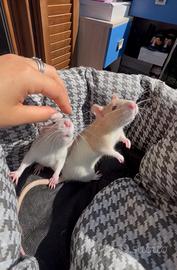 3 Femmine di ratto dolcissime