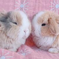 Cuccioli minilop puri