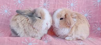 Cuccioli minilop puri