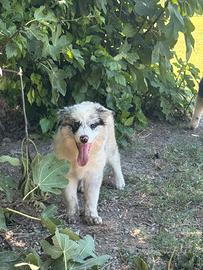 Border collie cuccioli disponibili