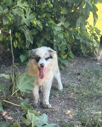 Border collie cuccioli disponibili