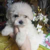 Noah maltipoo Toy cucciolo