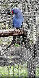 Parrocchetto dal collare