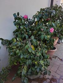 pianta camelia