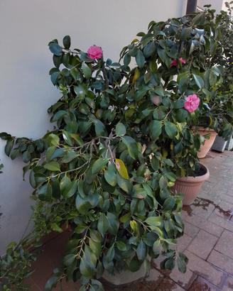 pianta camelia