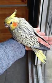 Calopsite sessanta femmina