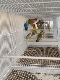 Inseparabili
