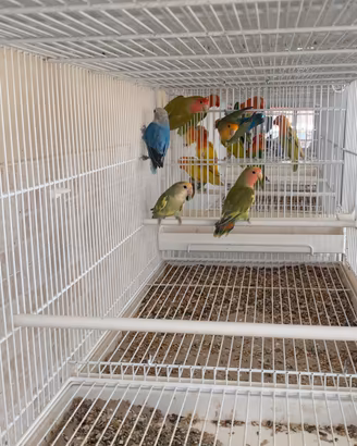 Inseparabili