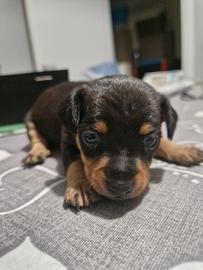 Cuccioli di Pinscher