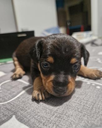 Cuccioli di Pinscher