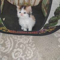 Gatto persiano