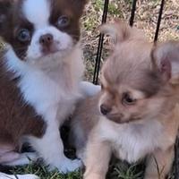 Cuccioli simil chihuahua