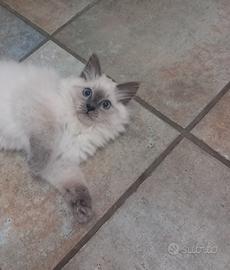 Gattino di razza siberiana neva ipoallergico