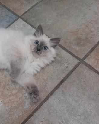 Gattino di razza siberiana neva ipoallergico