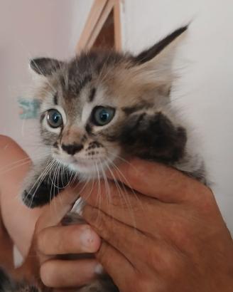 Gattini incroci persiani