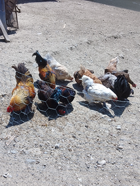Galline e galletti