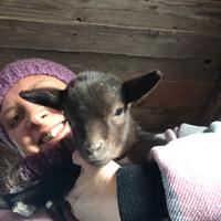 Maschietto tibetano nano