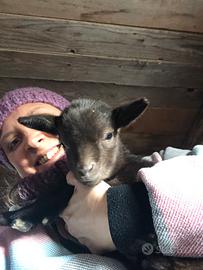 Maschietto tibetano nano