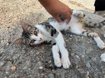 Gattini 4 mesi