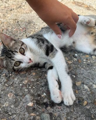 Gattini 4 mesi