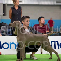 Weimaraner maschio