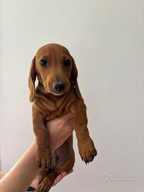Cucciolo di Bassotto fulvo
