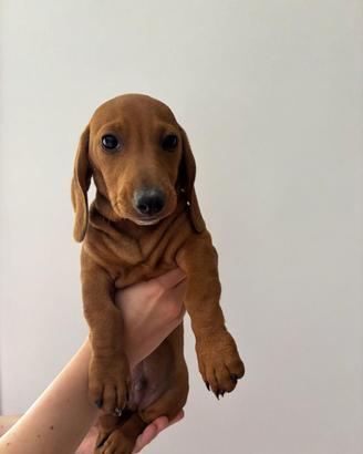 Cucciolo di Bassotto fulvo
