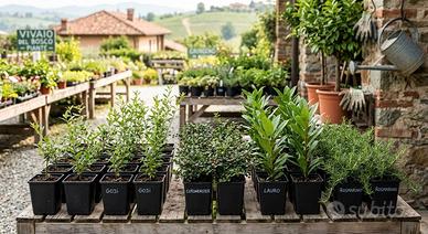 Piante rustiche per giardino e ombra