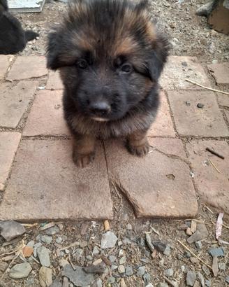 Cuccioli pastore tedesco